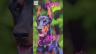 Top 10 facts of Doberman Pinscher | All about Doberman | #Shorts