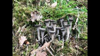 Foraging at the end of August in the Drovers Rest Hereford