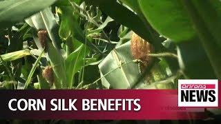 Local scientists find out corn silk helps repair prostate symptoms