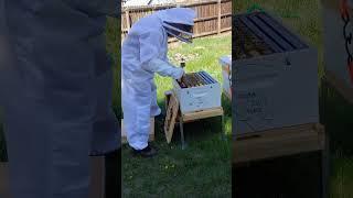 the Bee Master inspecting the hive. Watch Amys Interests channel.