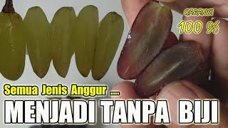 AJAIB !! CARA MEMBUAT ANGGUR TANPA BIJI (SEEDLES). Semua Jenis Anggur Akan Hilang Bijinya.