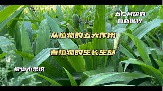 植物靠什么维持生命与生长