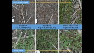 Cover Crop Variety Selection for Interseeding