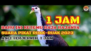 Baru ketemu yang namanya raja-rajanya suara pikat ruak ruak asli jernih 1 jam #mbakule88