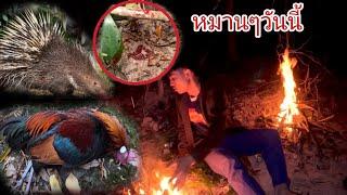 มัดเป้ดักเม่นกินมันได้ไก่ป่า/ດັກເຫມັ່ນກິນມັນໄດ້ໄກ່ປ່າ