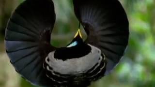 Great Migrations: Rhythms Of Life (Documentary) NatGeo