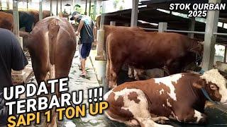 UPDATE TERBARU SAPI 1 TON UP DI KANDANG BERKAH MANDIRI #sapisuperjumbo#sapi1tonup #sapi#sapisimental