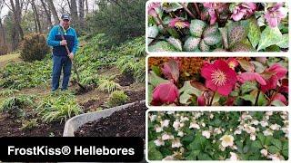 How To Get The BEST From Your FrostKiss® Hellebores - David's Early Spring Tips 