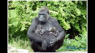 Baby gorilla tweeling - Baby gorilla twins - Gorilla gorilla gorilla _Burgers Zoo