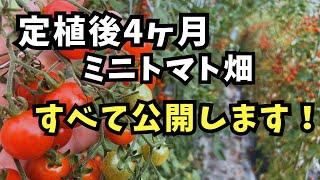 【ミニトマトの高温障害】定植後4ヶ月のリアルを公開