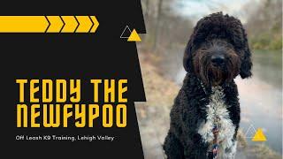 Best Newfypoo Trainers ||| OLK9 Lehigh Valley ||| 10 month old Newfypoo, Teddy