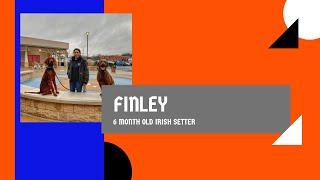 Best Irish Setter Dog Trainers in PA ||| 6 Month Old Irish Setter, Finley