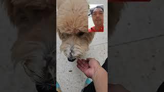 Lily The Cutest Gentle Poodle : Basic Obedience Training with Paw Nation BGC : Recall "Lily Come"