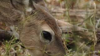 Robert Boyd Wildlife Vlog 39