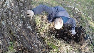 Находки под корнем огромного дерева. В поисках клада.