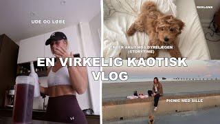 EN VIRKELIG KAOTISK VLOG; akut hos dyrelægen, er ude og løbe & picnic med Sille