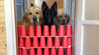 Dogs Go Through The Cup Maze Swiping Everything In Their Way