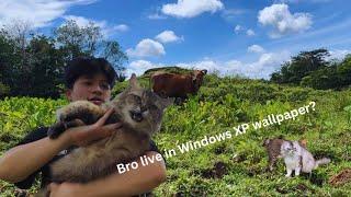 How We Live #KebunLife | 17 Cats Diary | Vlog Kucing