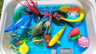 Learn sea creatures marine animals for babies, toddlers, kindergarteners, kids