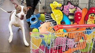 Buying a Homeless Pit Bull ALL the Dog toys from the Pet store!