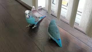 When a Parakeet Meets a Parrotlet