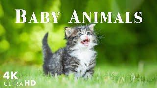 Let's Enjoy Rare Cute and Happy Moments of Baby Wildlife - Relaxing Music - Baby Animals