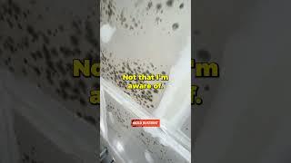 Black Mold  Garage  Insfestation  Virtual Inspection