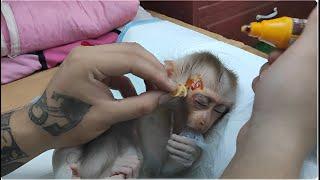 Monkey Ziri received special care from his dad. After cleaning his wound