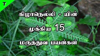 கிழாநெல்லி பயன்கள் | Keela Nelli Benefits In Tamil