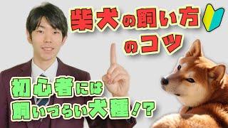 【上級者向け？！】柴犬を飼うのは本当に難しいのか？特徴と飼い方を解説【わかる】