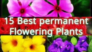 Grow 15 Best permanent flowering plants in June and July