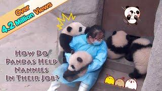 How Do Pandas Help Nannies In Their Jobs? | iPanda