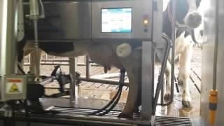 DeLaval Milking Robot - how it works