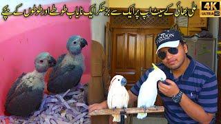 Rare and Unique Parrots Setup | Macaw Grey Parrots and Cockatoo Chicks at Ali Bhai Birds Setup