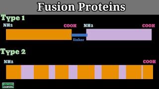 Fusion Proteins | What are Fusion Proteins | Protein Tags | Fusion Tags | Fluorescent Protein Tags |