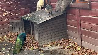 Indian Peafowl/ Pavo real/ Paw ( Pavo Cristatus)