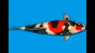 Koi Auktion Dainichi Showa Nisai MonaLisa male 54cm T11-0268