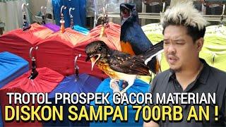 HARGA LEBARAN ! DISKON SAMPAI 700RB AN MURAI PROSPEK GACOR MATERI DI ALESHA MURAI BATU JAKARTA