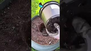 Как пересадить растение из горшка в открытый грунт #огород #дача #зелень #рассада #сад