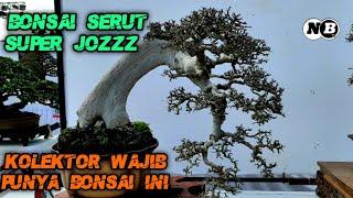 DERETAN BONSAI SERUT TERBAIK 2023 BURUAN PARA SULTAN BONSAI