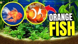 Here's 15 Orange Fish You Can Keep...