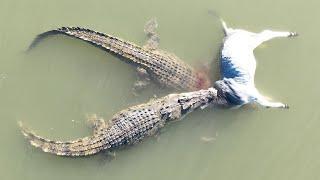 Crocodylus Porosus of Western Australia