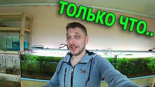 Вышло новое видео на канале Будни Аквариумиста