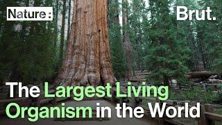 General Sherman: The Largest Living Organism in the World