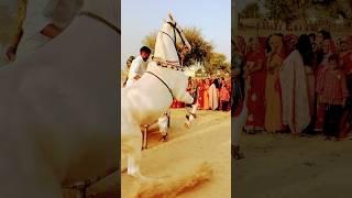 Horse beautiful dance style