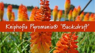 Kniphofia Pyromania® 'Backdraft' at Prides Corner Farms