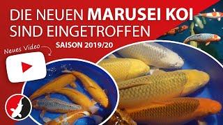 Die neuen Marusei Koi Saison 2019/20 sind in Schinznach angekommen!