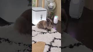 Bunny Diary:  squishy baby  #lionheadrabbit #rabbit #bunny #lionheadrabbit #bunny #rabbit