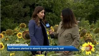 Global News at the Sunflower Fields | Lakeview Village