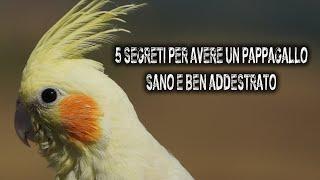 5 SEGRETI per avere un pappagallo SANO e ben ADDESTRATO | PARROT flying outdoors